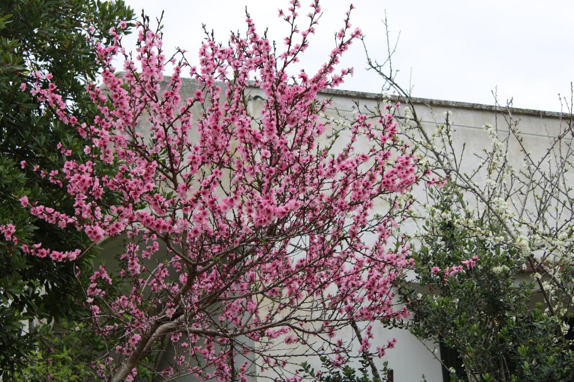 Agriturismo Lu Podere Serra Serra Alimini Exterior foto